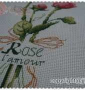 Gentle rose