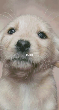 HAED HAECCC 3697 Yellow Lab Pup by Carol Cavalaris