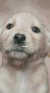 HAED HAECCC 3697 Yellow Lab Pup by Carol Cavalaris