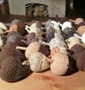 Acorns
