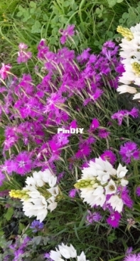 Garden flowers