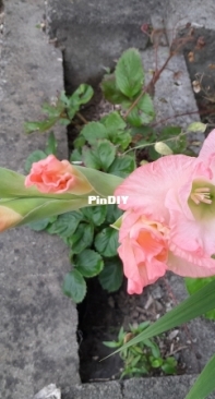 Gladiolus