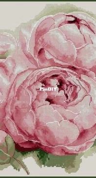 Pink Peonies by Morra Marran XSD