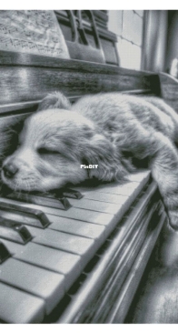 Chimera - Fluffy Pianist