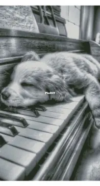 Chimera - Fluffy Pianist