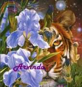 Arxinda - Mirada Felina