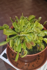 Venus flytrap