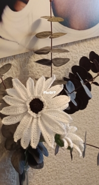White gerbera