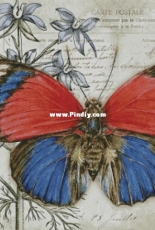 Chimera - Butterfly Vintage 7 by Jane Shasky