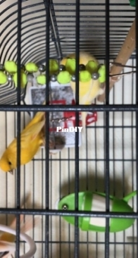Our canaries