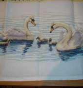 swans
