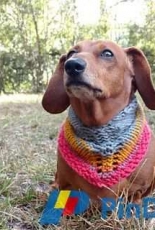 Dachshund Scarf by Devon Finney