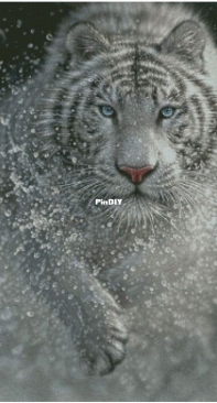 Tiger in The Spray by Oriole / Evgenia Nikotina XSD
