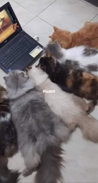 Online training course for cats;  How to catch a mouse