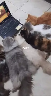 Online training course for cats;  How to catch a mouse