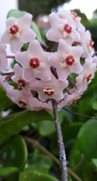Hoya Carnosa