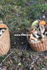 From the forest