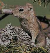 Artecy Cross Stitch - Ground Squirrel