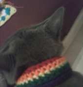 cat collar