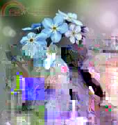 HAED HAERA 2993 Forget Me Not by Rachel Anderson