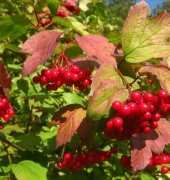 Luca-s B2272 Guelder Rose