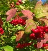 Luca-s B2272 Guelder Rose