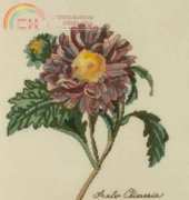 The Lilac Studio 16 - Asters