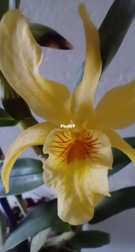 Epidendrum porpax