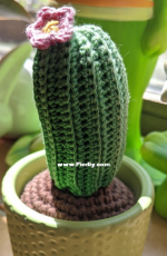 Green cactus