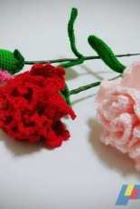 Carnation