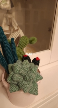 Maceta de cactus