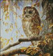 Owl From Nastunya 29