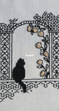 Black cat