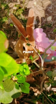 Lets walk outside with bunny