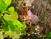 Lets walk outside with bunny