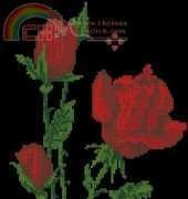 Red roses
