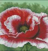 Aikimari summer Poppy