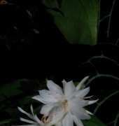 bloom-Orchideas
