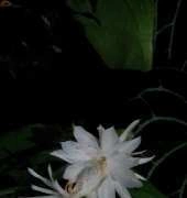 bloom-Orchideas