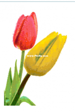 Better Cross Stitch - Tulips Red and Yellow - Free