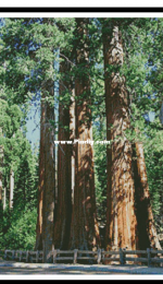Artecy Cross Stitch - RedWood