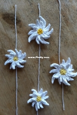 Vera Matrebo - Edelweiss Flower - German - Free