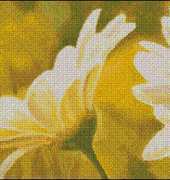 I Love CrossStitch PV-002 - Marguerites Dans le Solei xsd