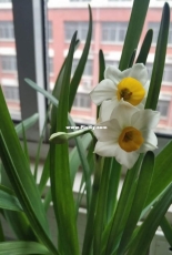 Daffodil