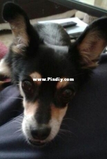 My little dog