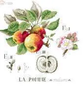 Les Brodeuses Parisiennes LbP - Etude de La Pomme  PCS