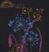 Anchor Maia 5678000-05019 - Ornamental Agapanthus