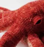 Opus the Octopus by Cate Carter-Evans - Free