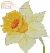 Narcissus