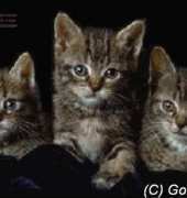 Golden Kite 116 kittens